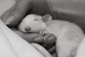 Як дотримуватися здоров'я домашнього щура? Як дотримуватися здоров'я домашнього щура?